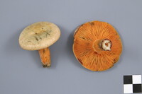 Lactarius deterrimus image